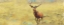 Picture of BEAU STAG
