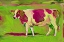Picture of PINK COW 2