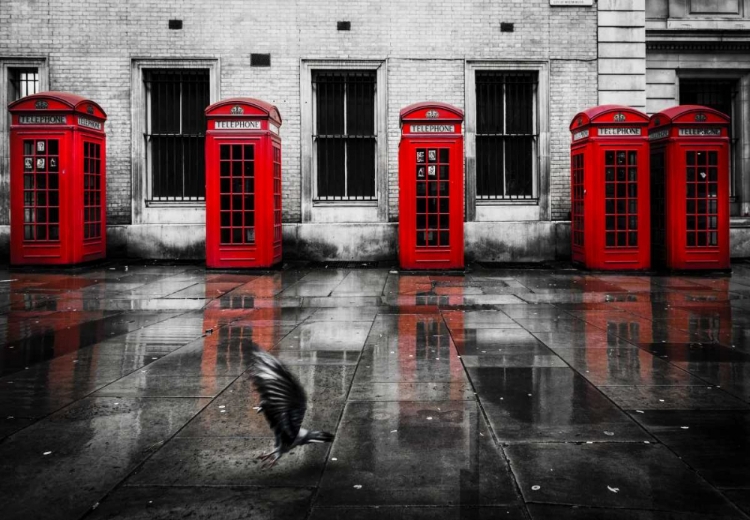 Picture of LONDON PHONE BOOTHS BIRD
