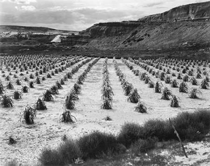 Picture of LOOKING ACROSS ROWS OF CORN, CLIFF IN BACKGROUND, CORN FIELD, INDIAN FARM NEAR TUBA CITY, ARIZONA, I