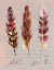 Picture of FEATHERS FIG 2