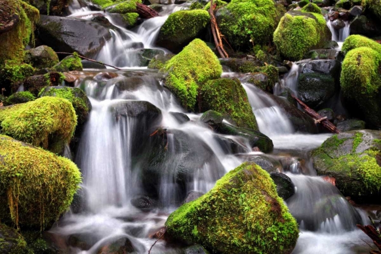 Picture of TRAILSIDE STREAM