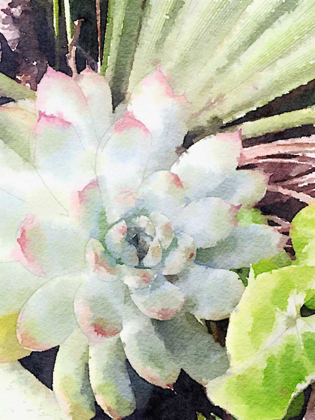Picture of WATERCOLOR GREEN SUCCULENT