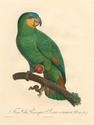 Picture of BARRABAND PARROT, PL 110