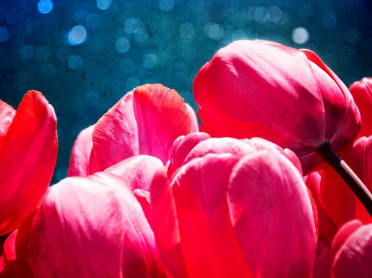 Picture of FUCHSIA TULIPS III