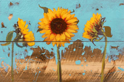 Picture of SUNFLOWERS ON WOOD IV
