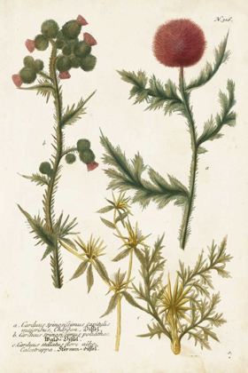 Picture of BOTANICAL VARIETIES II