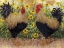 Picture of ROOSTERS EN PLACE III