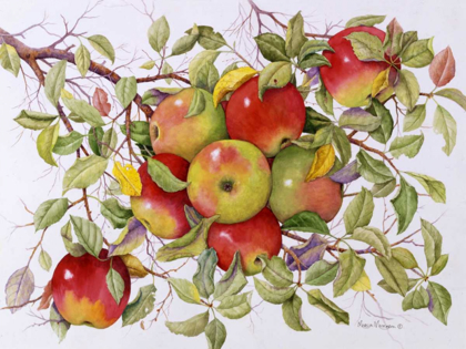 Picture of APPLES