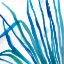 Picture of PALM WONDERFUL IV