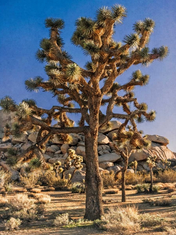 Picture of VIEWS OF JOSHUA TREE II