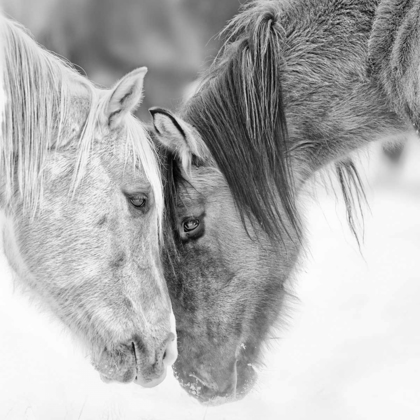 Picture of BANDW HORSES VII