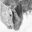 Picture of BANDW HORSES VII