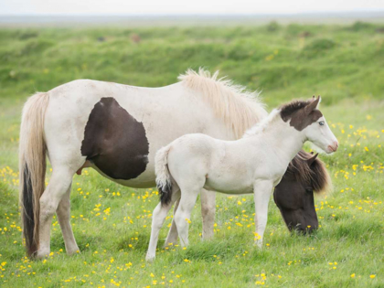 Picture of GRASSLAND HORSES I
