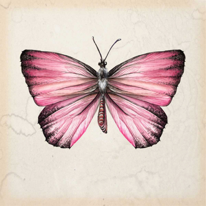 Picture of BUTTERFLY STUDY IV