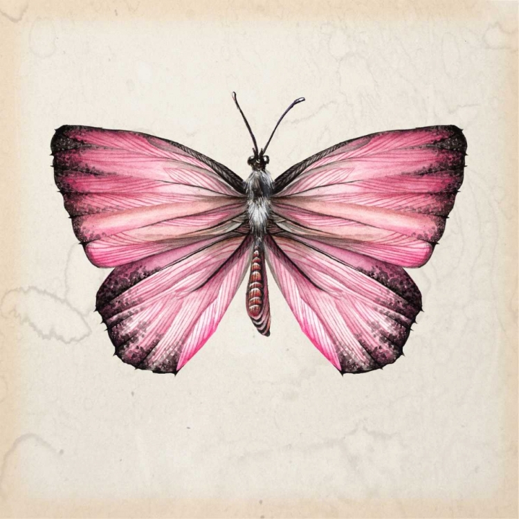 Picture of BUTTERFLY STUDY IV