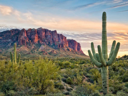 Picture of CACTI VIEW II