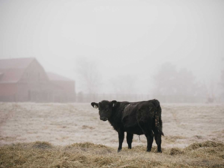 Picture of FARM STUDY II