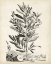 Picture of SCENIC BOTANICAL VI