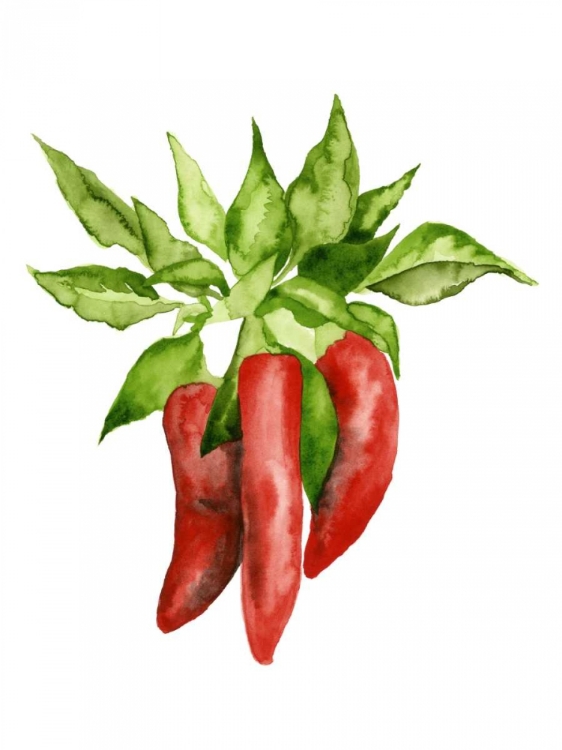 Picture of WATERCOLOR VEGGIE II