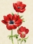 Picture of HEIRLOOM ANEMONES II