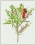 Picture of URTICA CANNABINA I
