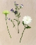 Picture of PRETTY PRESSED FLOWERS I