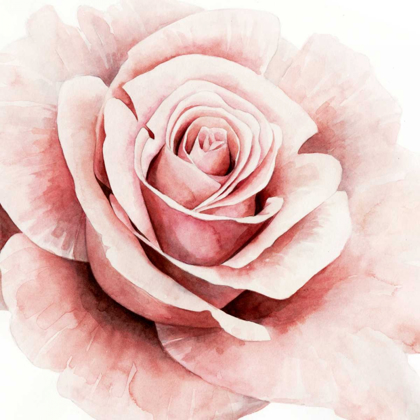 Picture of PINK ROSE I