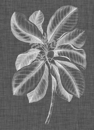 Picture of GRAPHIC FOLIAGE II