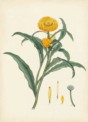 Picture of SPLENDORS OF BOTANY I