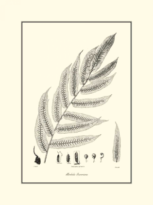 Picture of BANDW FERN III