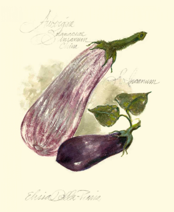 Picture of AUBERGINE EGGPLANT