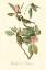 Picture of AUDUBONS VIREO