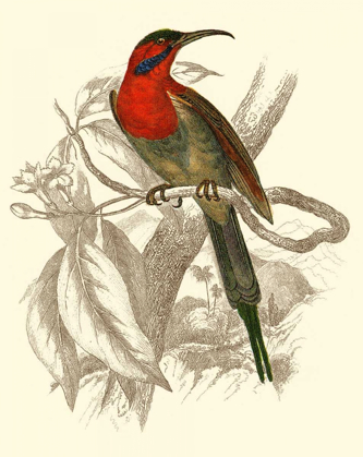 Picture of JARDINE HUMMINGBIRD VI