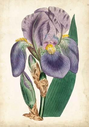 Picture of CURTIS IRIS II