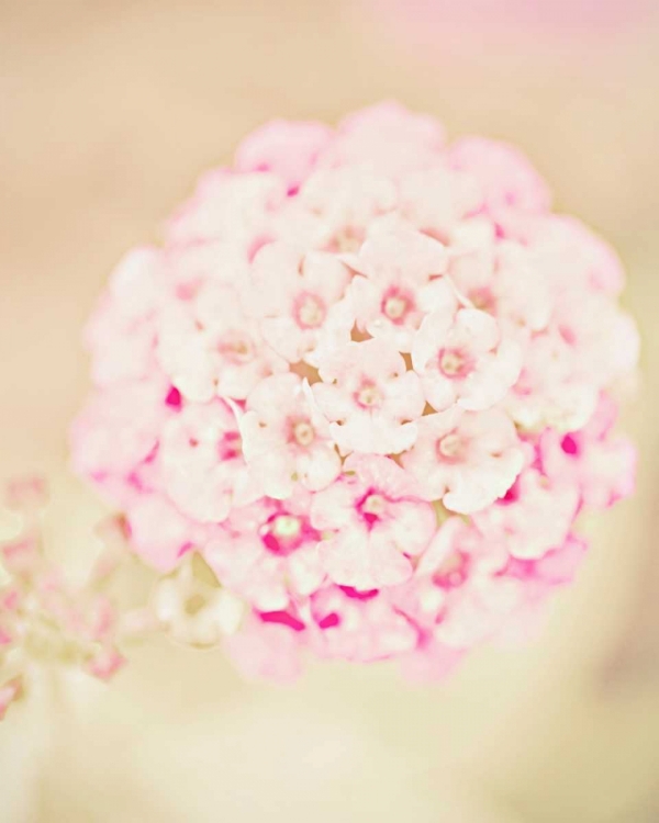 Picture of PINK FLOWER BALL