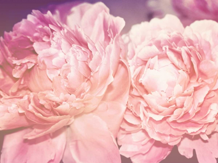 Picture of PINK PEONY