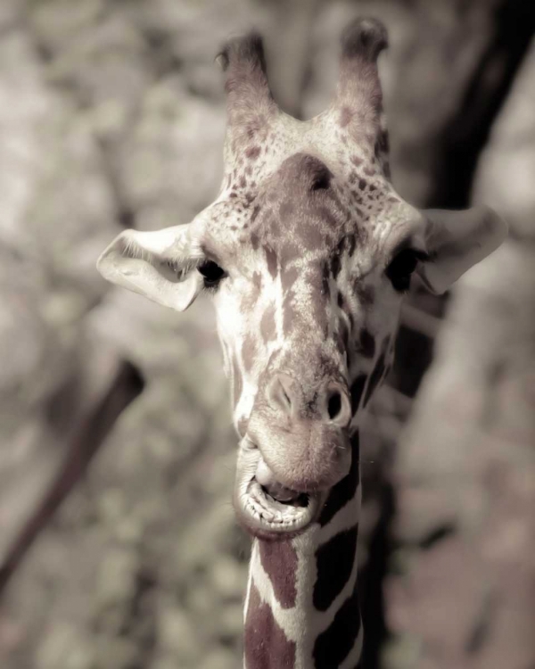 Picture of GIRAFFE WHATS UP