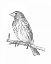 Picture of SKETCH BIRD II
