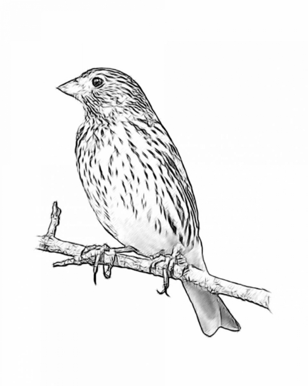 Picture of SKETCH BIRD II