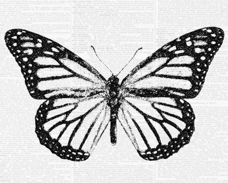 Picture of BUTTERFLY 2