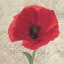 Picture of RED POPPY I
