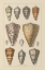 Picture of SHELL ASSORMENT II