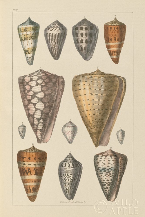 Picture of SHELL ASSORMENT II