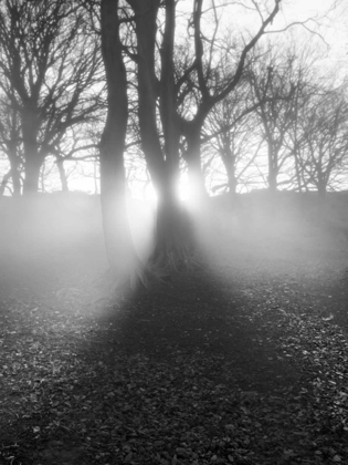 Picture of MORNING LIGHT