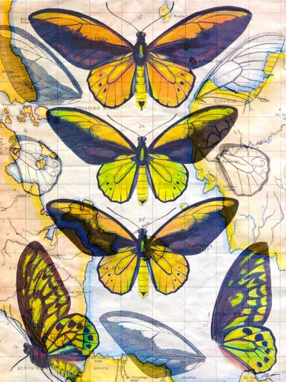 Picture of BUTTERFLY MAP I