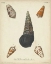 Picture of ANTIQUE KNORR SHELLS VIII