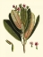 Picture of BUCHOZ LEAVES I
