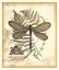 Picture of REGAL DRAGONFLY II