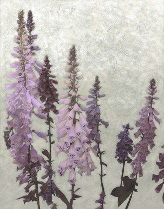 Picture of NON-EMBELLISHED FOXGLOVES II